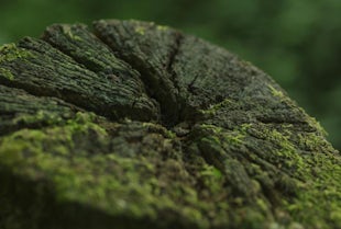 REGENERIERUNG VON ALTEM BERGBAULAND